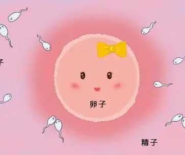 生肖运气配对表图(生肖配对表,十二生肖配对表)