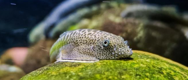 12星座星盘终极指南：太阳月亮上升，读懂命运密码！