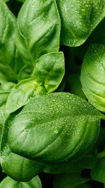 心理测试：选择你喜欢吃的蛋糕，测如何提升你的财运