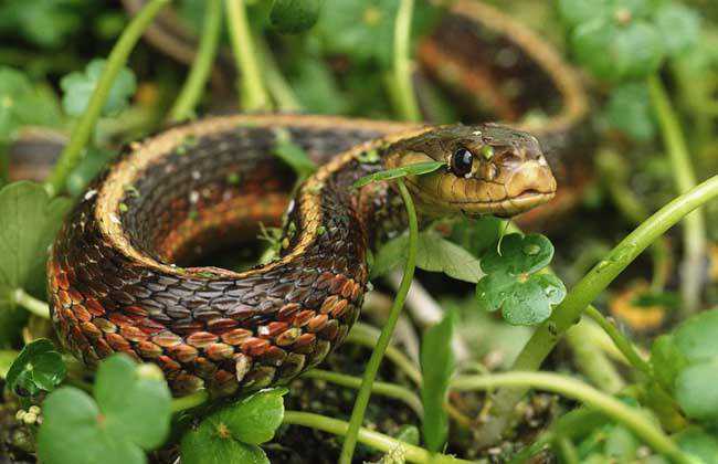 天秤座惊现桃花劫！3.31-4.6运势：事业转折情感重生速看破解之道